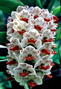 ​世间最美丽的花歌词(世间最美丽的花李溪芮简谱)