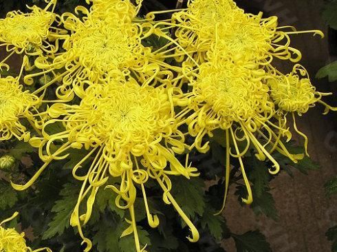 节哀顺变是什么意思