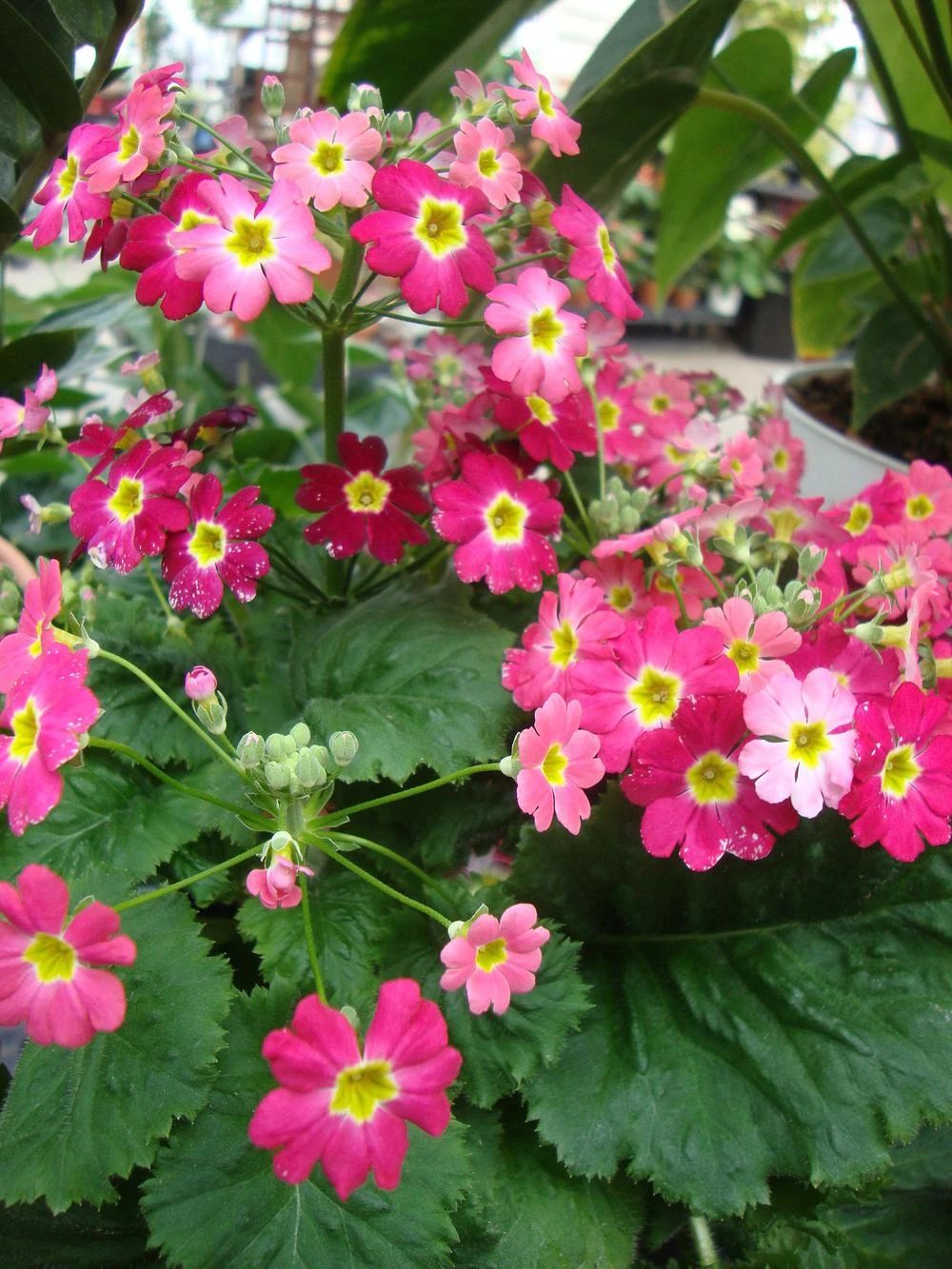 报春花一年开几次花（喜凉怕热的欧洲报春花）