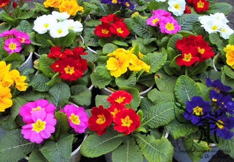 报春花一年开几次花（喜凉怕热的欧洲报春花）