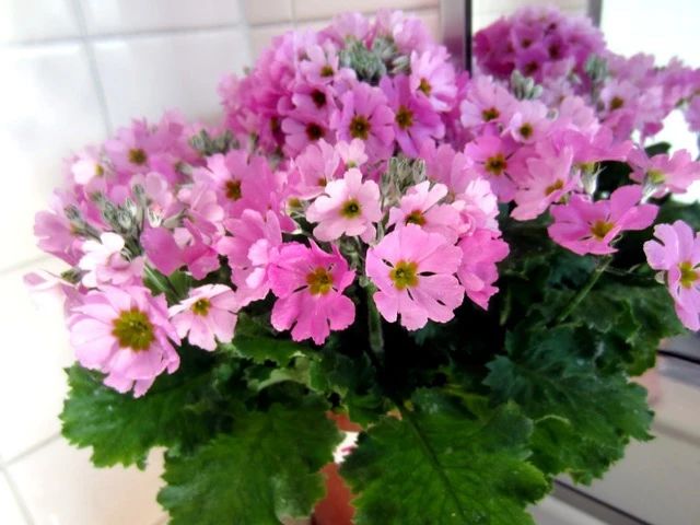 报春花一年开几次花（喜凉怕热的欧洲报春花）