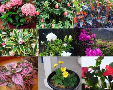 ​报春花一年开几次花（喜凉怕热的欧洲报春花）