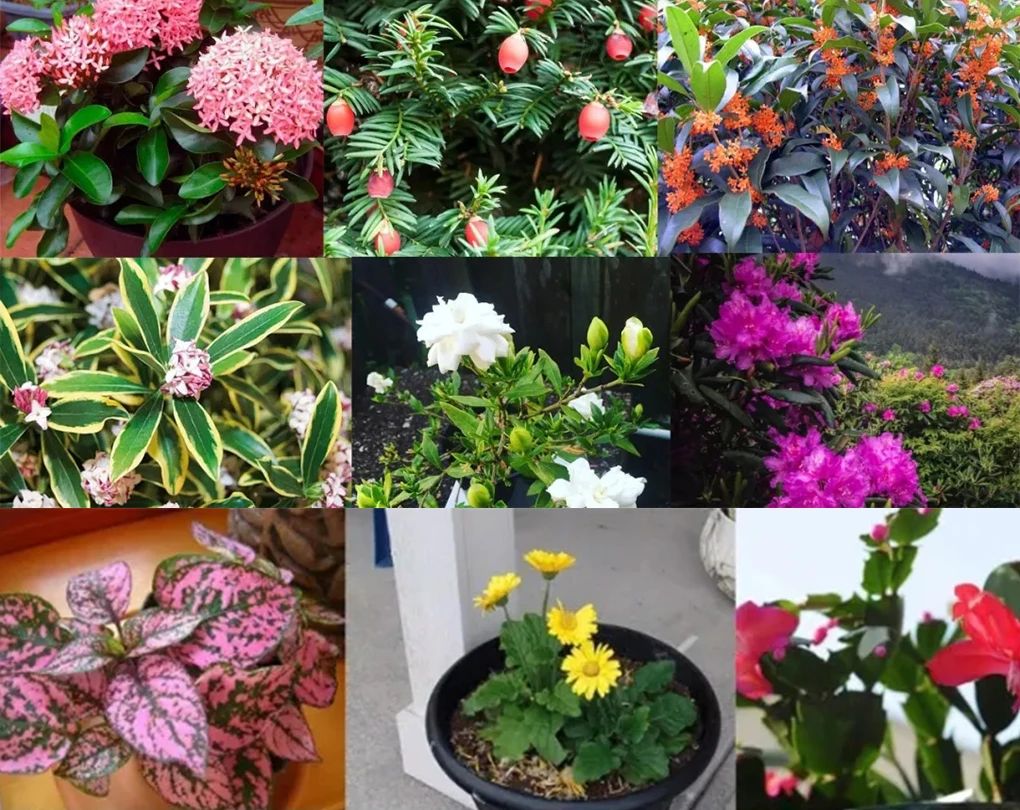 报春花一年开几次花（喜凉怕热的欧洲报春花）