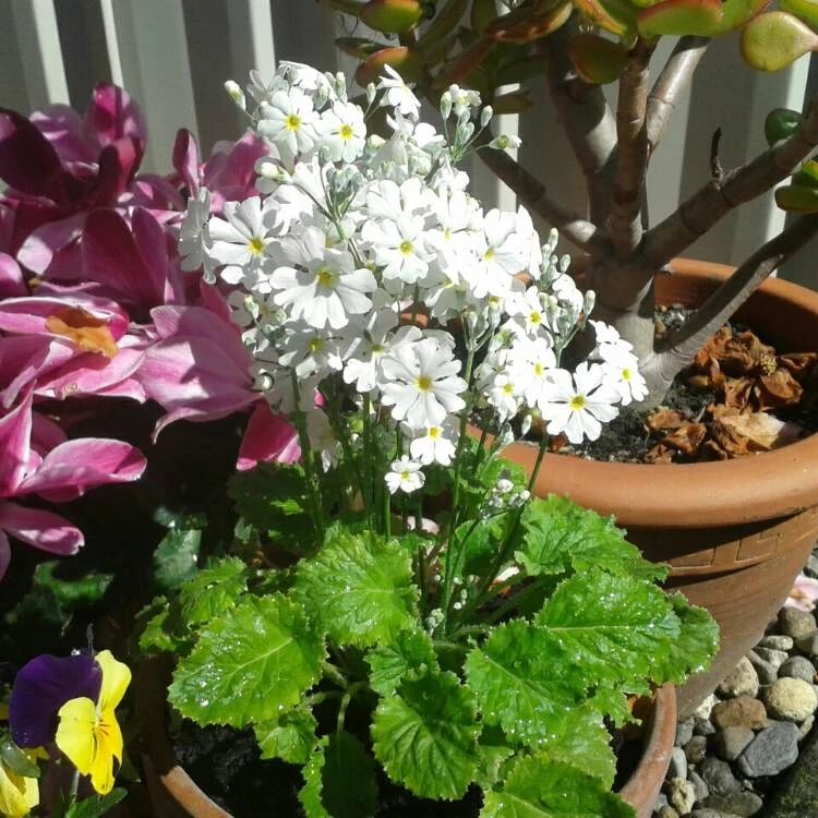 报春花一年开几次花（喜凉怕热的欧洲报春花）