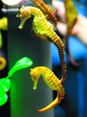 海马为啥是爸爸生的