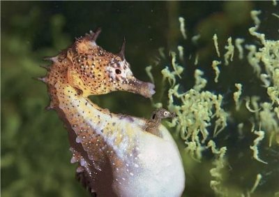 ​海马是爸爸生的吗，小海马是从海马妈妈还是海马爸爸的肚子里生出来的？