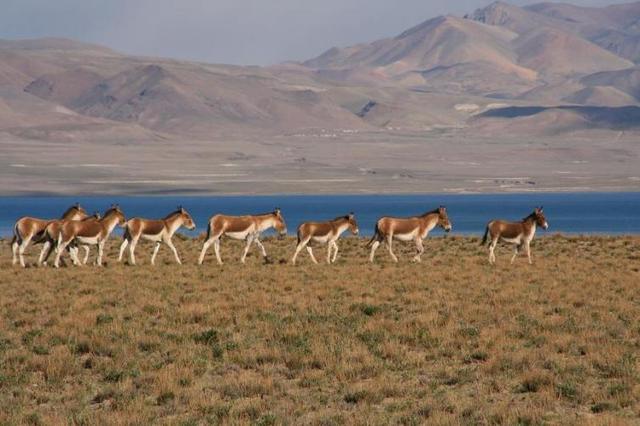 青藏线自驾游详细攻略 地图（青藏公路自驾游沿途都有哪些值得一看的景点）(9)