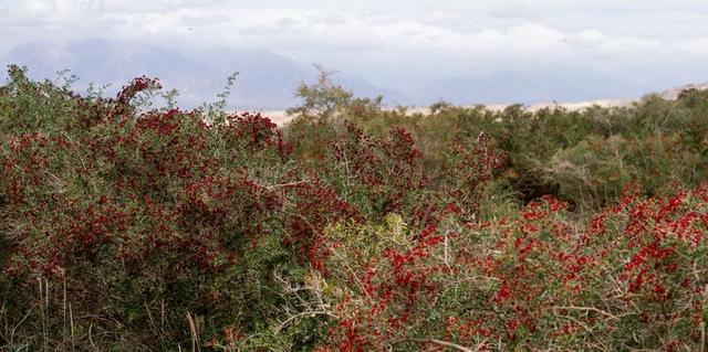 戈壁风景大柴旦(高原小镇一一一大柴旦)(30)
