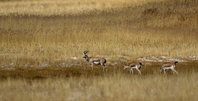 戈壁风景大柴旦(高原小镇一一一大柴旦)(37)