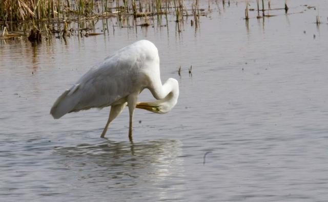 戈壁风景大柴旦(高原小镇一一一大柴旦)(26)