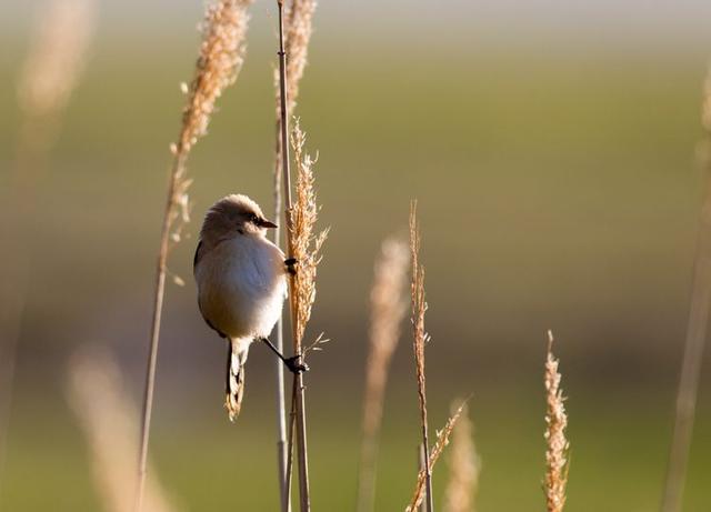 戈壁风景大柴旦(高原小镇一一一大柴旦)(27)