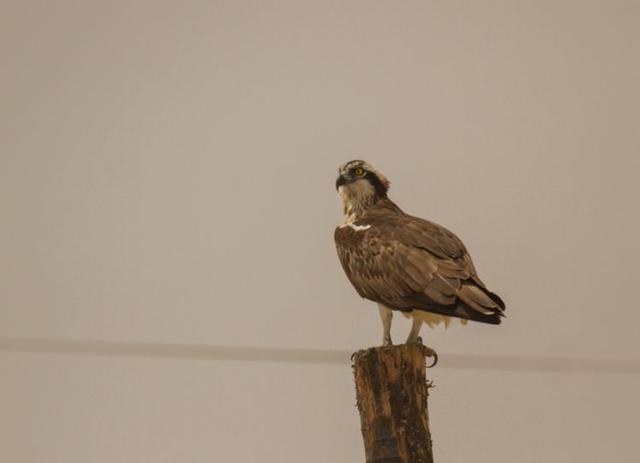 戈壁风景大柴旦(高原小镇一一一大柴旦)(24)