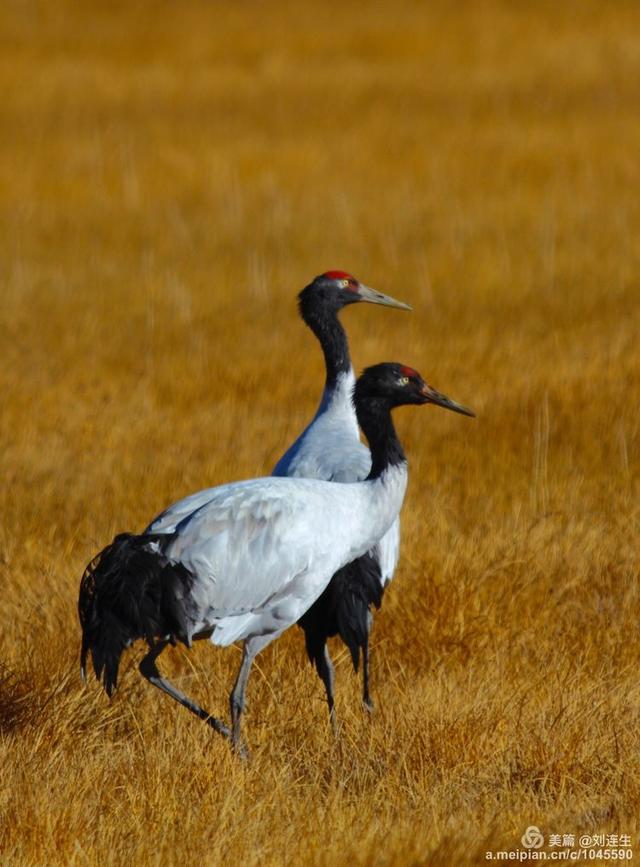 戈壁风景大柴旦(高原小镇一一一大柴旦)(22)
