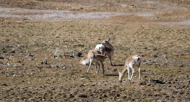 戈壁风景大柴旦(高原小镇一一一大柴旦)(40)