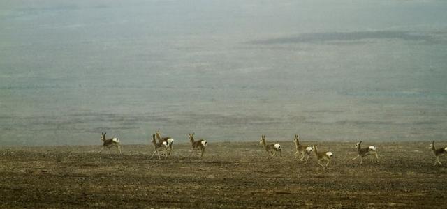 戈壁风景大柴旦(高原小镇一一一大柴旦)(32)