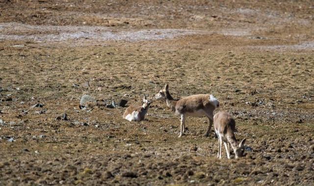 戈壁风景大柴旦(高原小镇一一一大柴旦)(39)