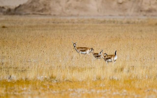 戈壁风景大柴旦(高原小镇一一一大柴旦)(36)