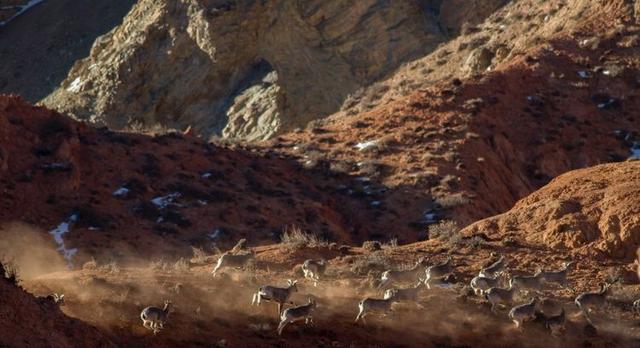 戈壁风景大柴旦(高原小镇一一一大柴旦)(42)