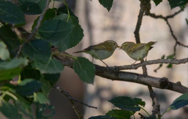 戈壁风景大柴旦(高原小镇一一一大柴旦)(23)
