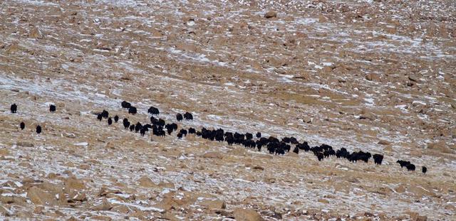 戈壁风景大柴旦(高原小镇一一一大柴旦)(35)