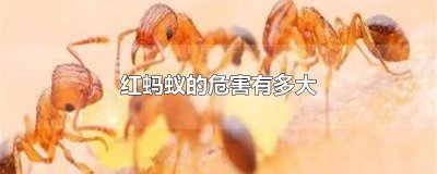 ​红蚂蚁啥样 红蚂蚁有危害吗
