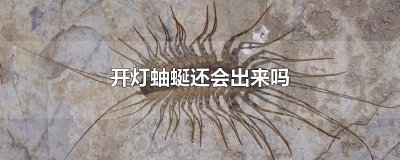 ​开灯蚰蜒还会出来吗