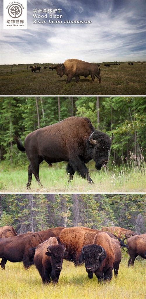 动物世界-美洲野牛