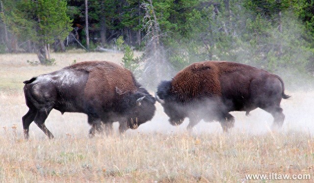 动物世界-美洲野牛
