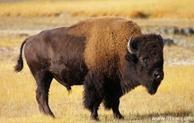 ​动物世界-美洲野牛