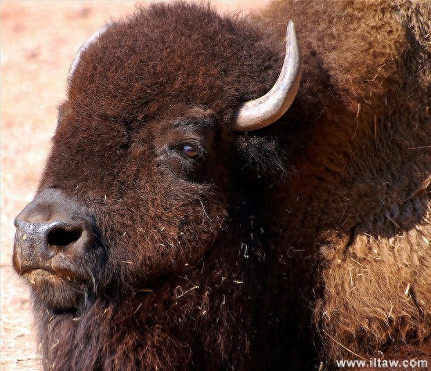 动物世界-美洲野牛