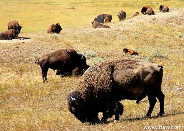 动物世界-美洲野牛