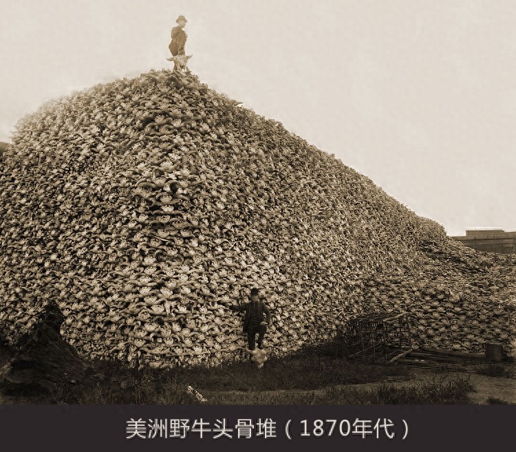 动物世界-美洲野牛