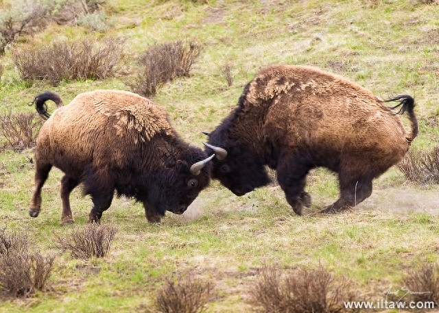动物世界-美洲野牛