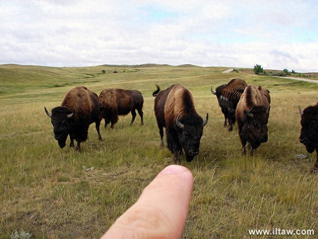 动物世界-美洲野牛