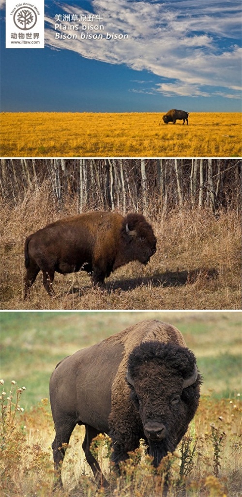动物世界-美洲野牛