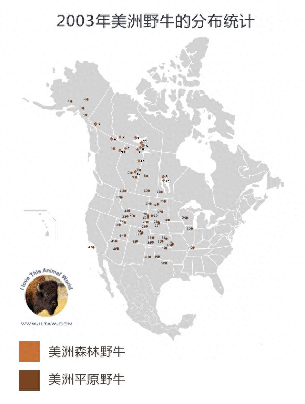 动物世界-美洲野牛