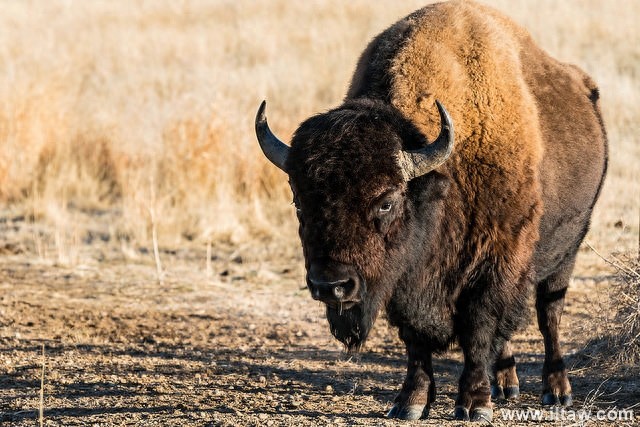 动物世界-美洲野牛