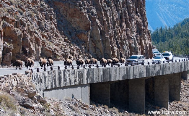 动物世界-美洲野牛