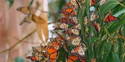 ​世界蝴蝶生态园，上百个“小矮人”居住在此，宛如童话中王国
