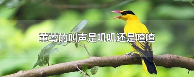 ​黄莺的叫声是叽叽还是喳喳