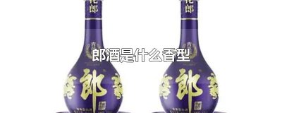 ​郎酒是什么香型