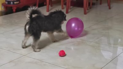 ​tidy(要不要让Tidy穿衣裳？)