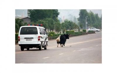 ​金牛座性格特征及相处之道：深入理解稳定、独立的金牛座