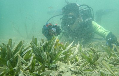 ​被误解、忽视的它：不是凉拌菜，退化形势严峻｜世界海草日