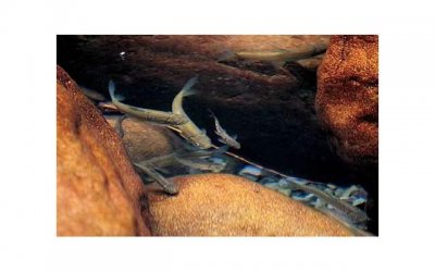 ​不理不睬冷暴力