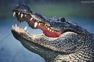 一口吞下一头牛的短吻鳄，竟然童心十足-------短吻鳄