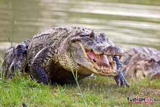 一口吞下一头牛的短吻鳄，竟然童心十足-------短吻鳄
