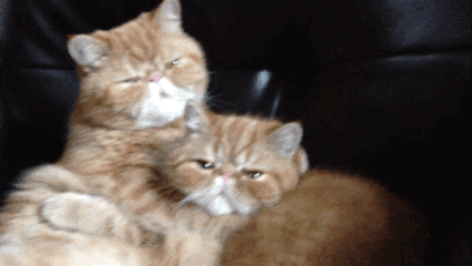 kisskiss的表情包分享，抖音上KISSKISS梗的来源