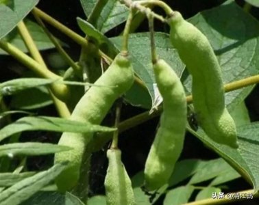 ​猫屎瓜“野转家”栽培，赚钱种植要掌握的6个“关键环节”赶紧看