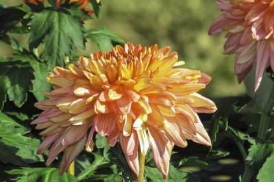 ​秋天开的花有哪些花？秋天开花的花10种花